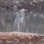 Our local Heron