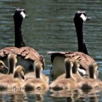 A Goose Family