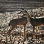 Young Fawns